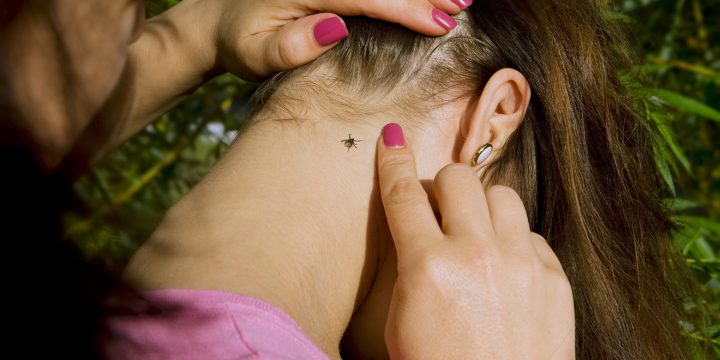 Що робити, якщо вас укусив кліщ